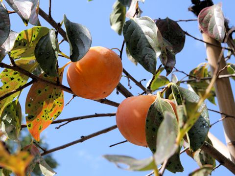 Diospyros kaki cv. Takura