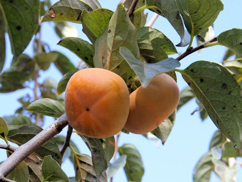 Diospyros kaki cv. Hira-tamenashi