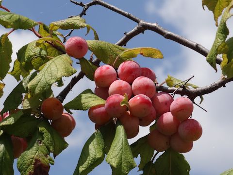 Diospyros kaki