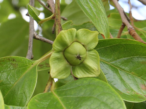 Diospyros kaki