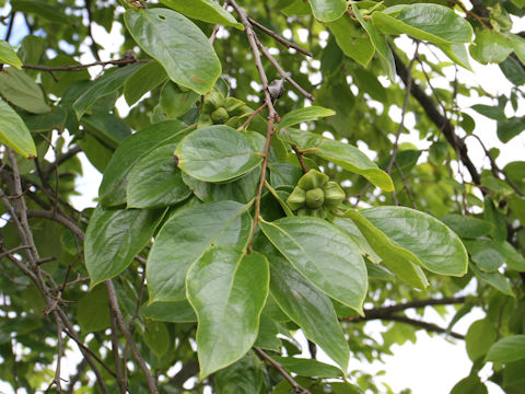 Diospyros kaki