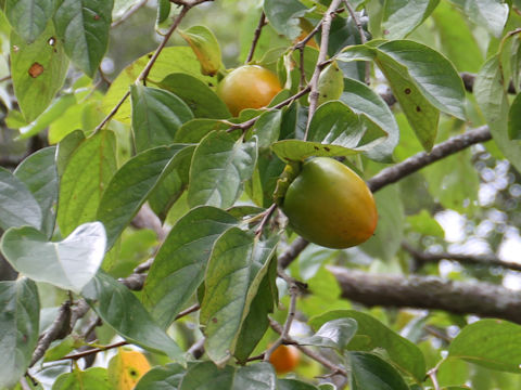 Diospyros kaki