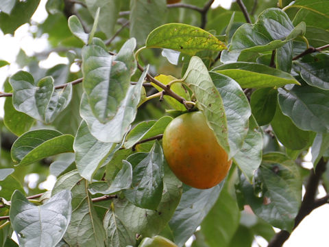 Diospyros kaki