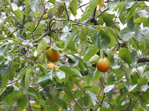 Diospyros kaki