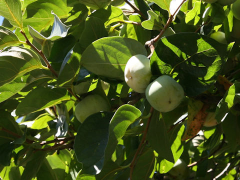 Diospyros kaki