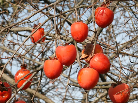 Diospyros kaki