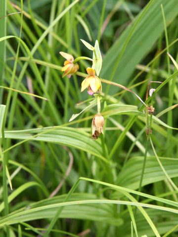 Epipactis thunbergii