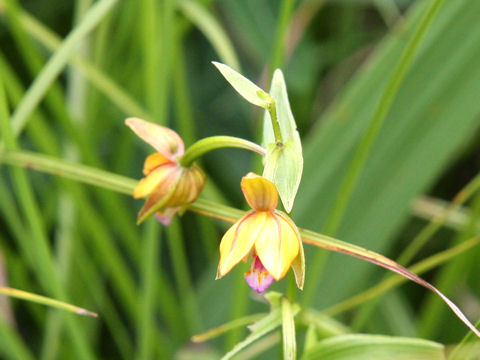 Epipactis thunbergii