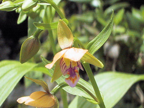 Epipactis thunbergii