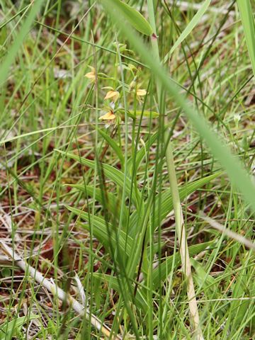 Epipactis thunbergii