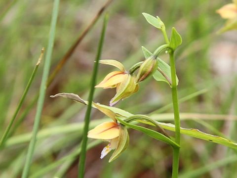 Epipactis thunbergii