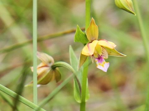 Epipactis thunbergii