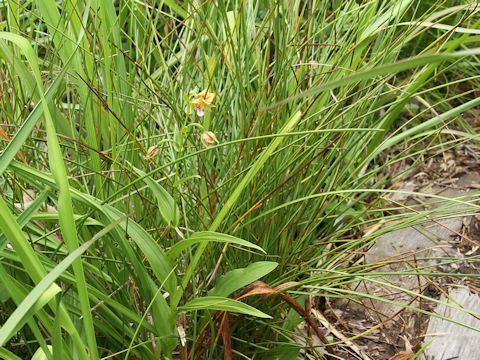 Epipactis thunbergii