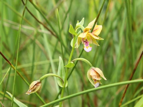 Epipactis thunbergii