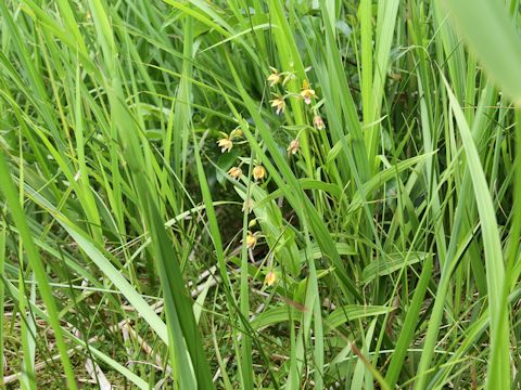 Epipactis thunbergii