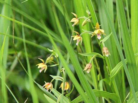 Epipactis thunbergii