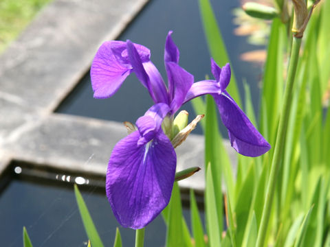 Shu Homepage カキツバタ Iris Laevigata