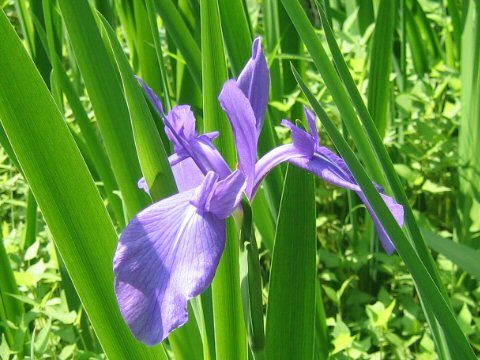 Iris laevigata