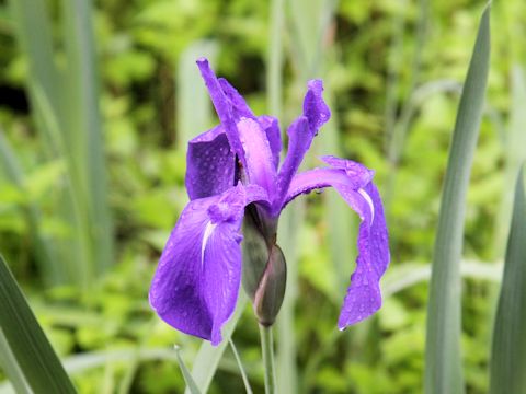 Iris laevigata