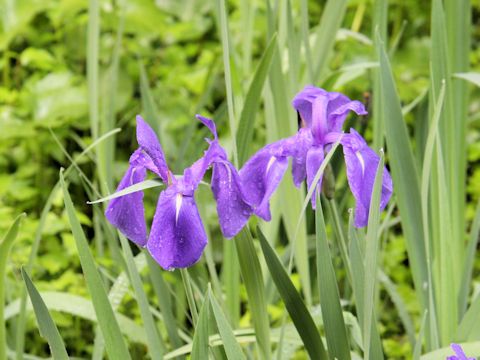 Iris laevigata