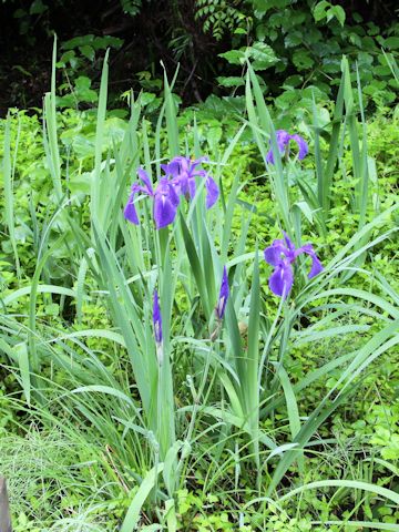 Iris laevigata