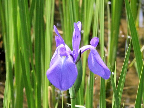 Iris laevigata