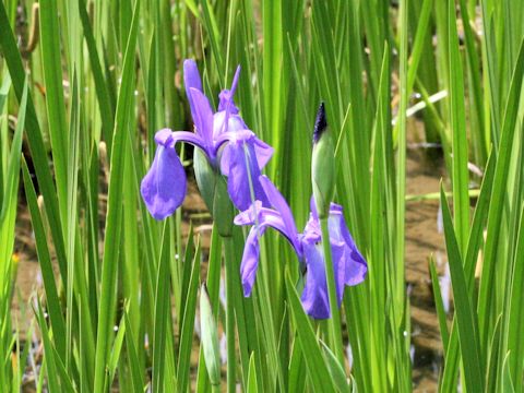 Iris laevigata