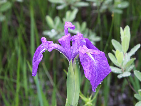 Iris laevigata