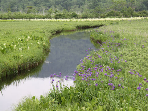 Iris laevigata