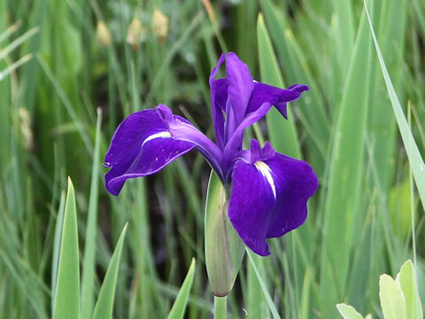 Iris laevigata