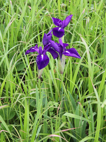 Iris laevigata