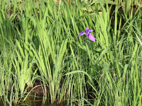 Iris laevigata