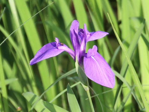 Iris laevigata