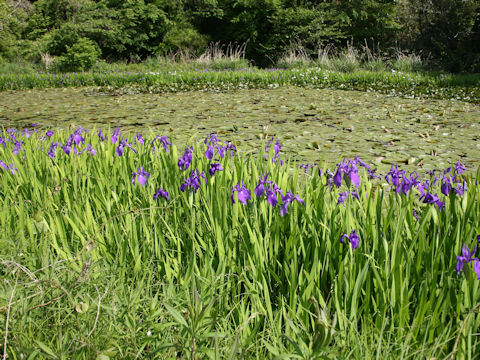 Iris laevigata