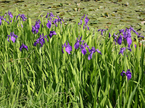 Iris laevigata