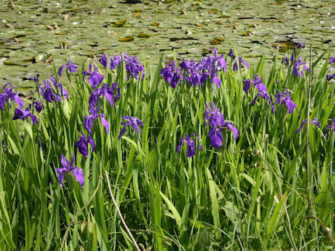 Iris laevigata