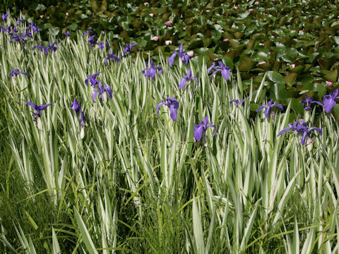 Iris laevigata