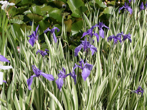 Iris laevigata