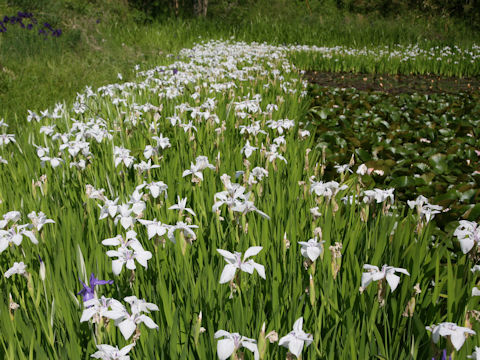 Iris laevigata