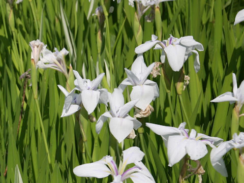 Iris laevigata