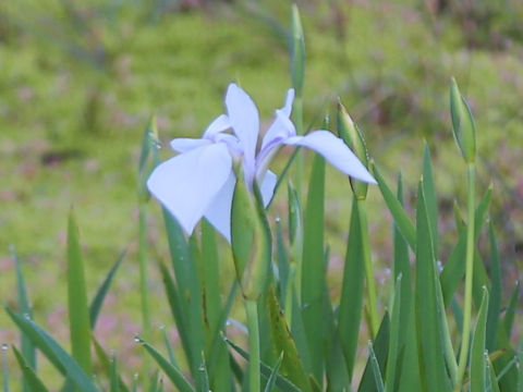 カキツバタ (Iris laevigata)