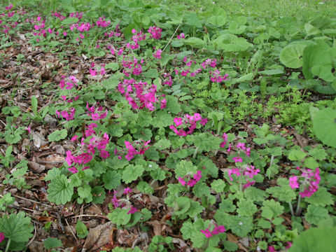 Primula kisoana