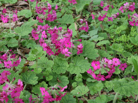 Primula kisoana
