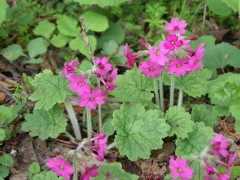 Primula kisoana
