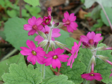 Primula kisoana