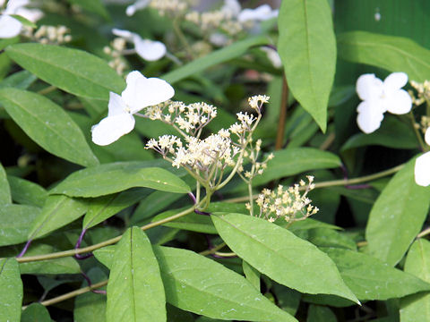 Hydrangea chinensis