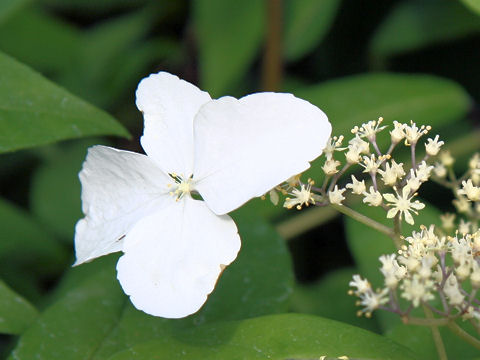 Hydrangea chinensis