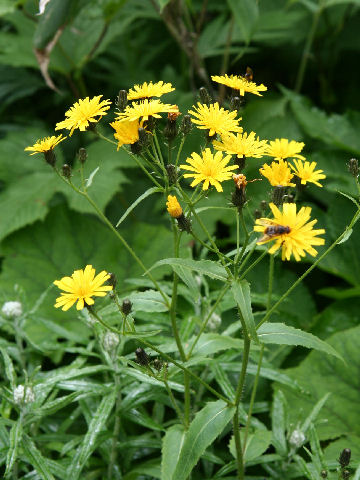 Picris hieracioides ssp. kamtschatica