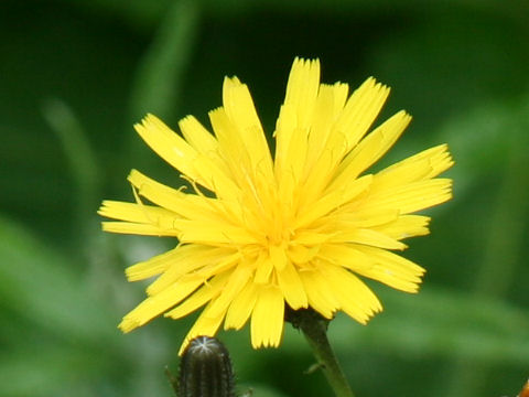 Picris hieracioides ssp. kamtschatica