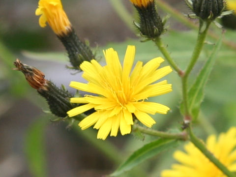 Picris hieracioides ssp. kamtschatica